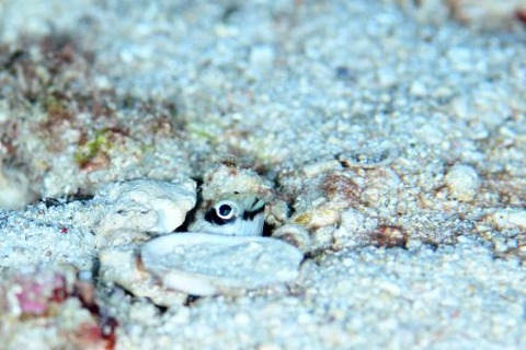 メガネアゴアマダイ