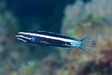 カモハラギンポ