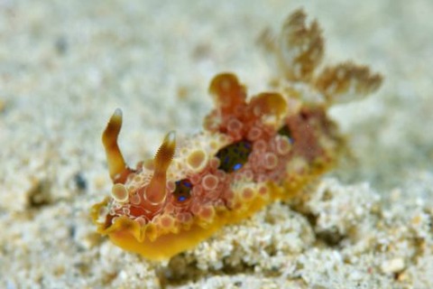 ミヤコウミウシ