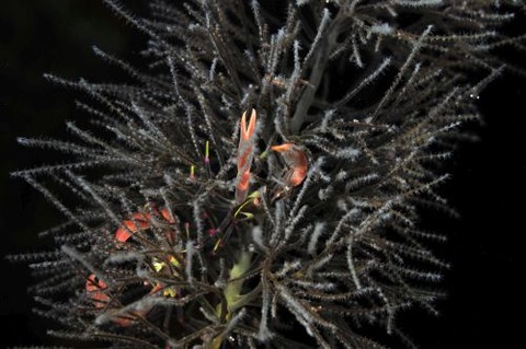 ホシベニサンゴガニ