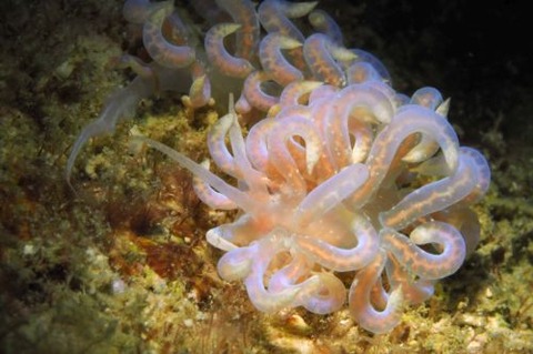 ミノウミウシ亜目の1種