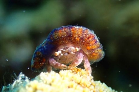 カイカムリ科の1種