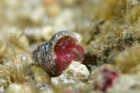 クレナイヒメホンヤドカリ