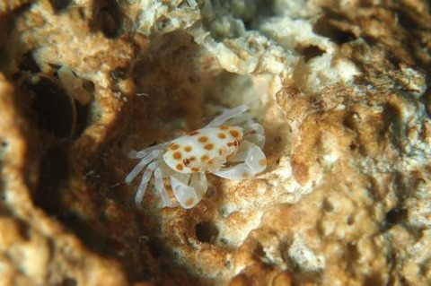 オウギガニ科の1種