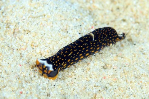 アカボシツバメガイ