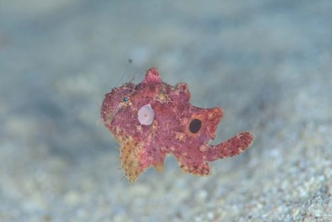 エナガカエルアンコウ