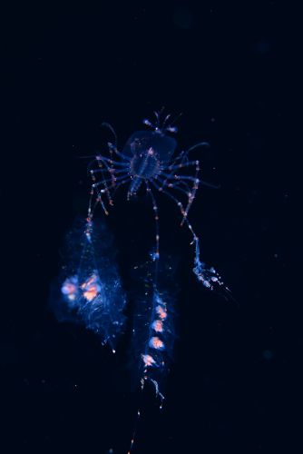 刺激的な水中生物