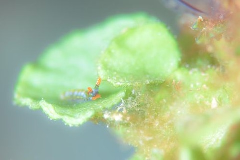 ハナミドリガイ