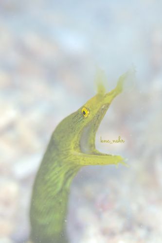 ハナヒゲウツボ