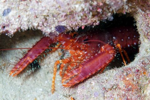 ショウグンエビ