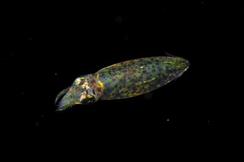 刺激的な水中生物