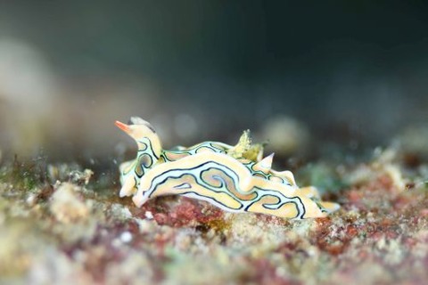 トウモンウミコチョウ