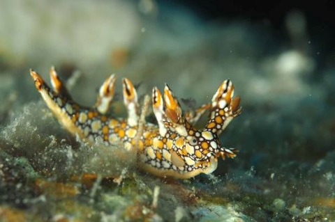 ヒオドシユビウミウシ