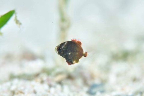 ヒメツバメウオ