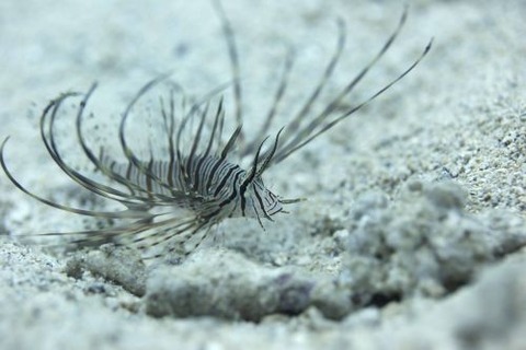 ハナミノカサゴ