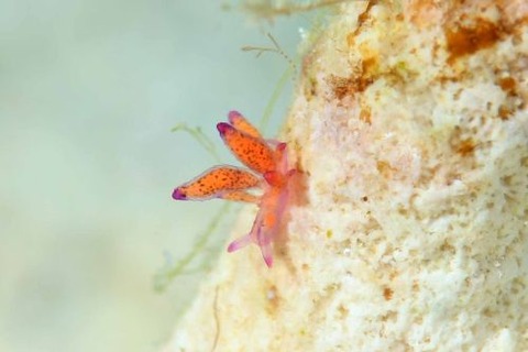 ウミウシ不明種