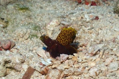 ホタテツノハゼ