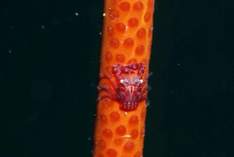 ムチヤギカクレカニダマシ