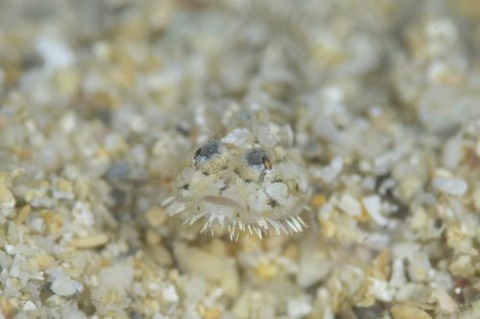 ヒゲモジャハゼ