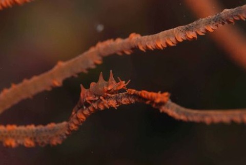 ビシャモンエビ