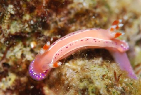 ジュッテンイロウミウシ