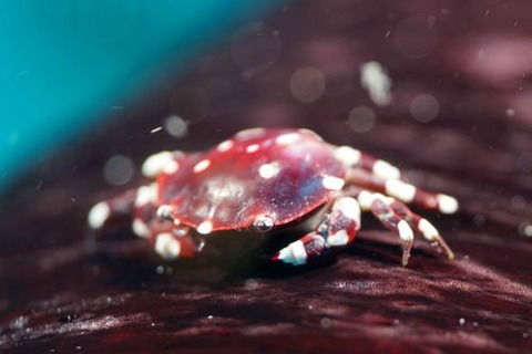 ナマコマルガザミ