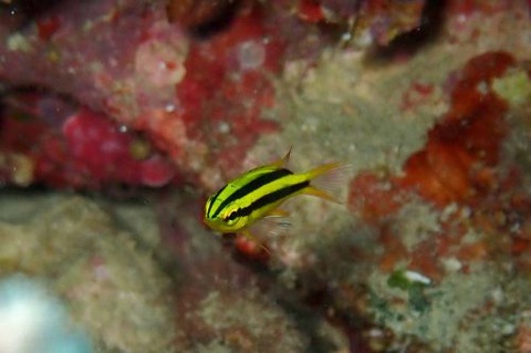 ヒレナガスズメダイ