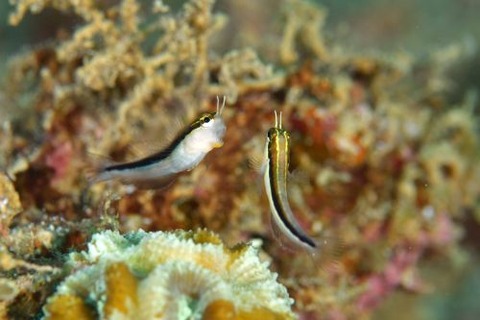 ヒトスジギンポ