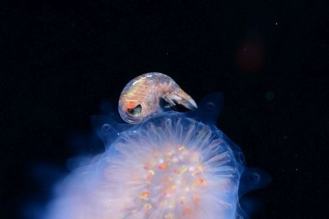 刺激的な水中生物