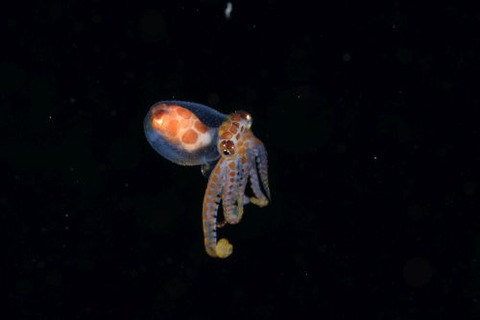 刺激的な水中生物