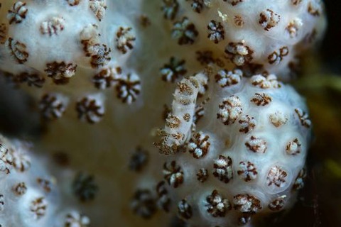 ウズラカクレモエビ