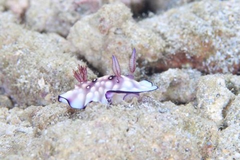 ユウグレイロウミウシ