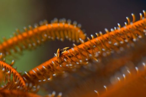 コマチコシオリエビ