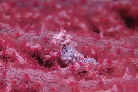 Hippocampus bargibanti