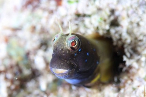 ロウソクギンポ