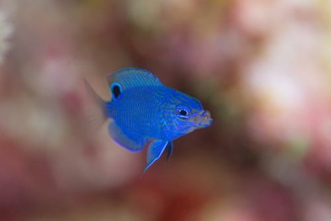 ナガサキスズメダイ