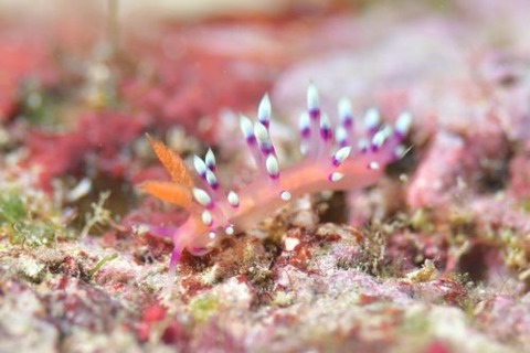 アデヤカミノウミウシ