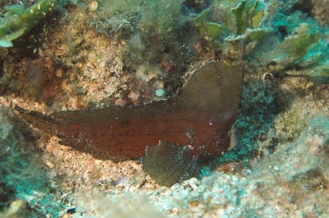 ツマジロオコゼ