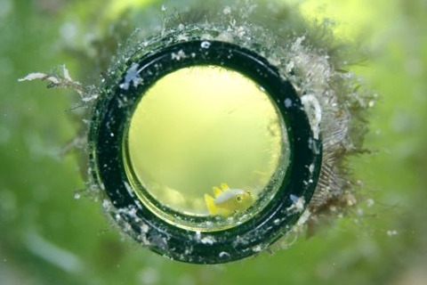 ナカモトイロワケハゼ