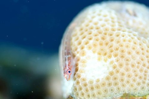 セボシウミタケハゼ