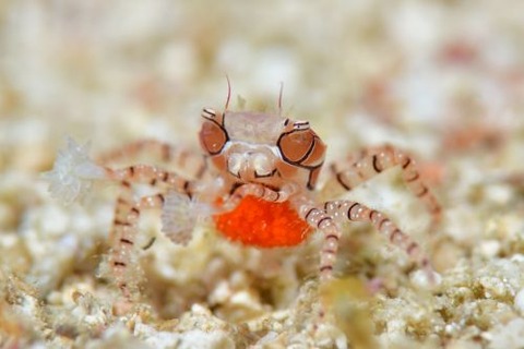 キンチャクガニ