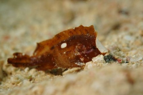 ツマジロオコゼ