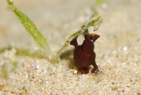 オオモンカエルアンコウ