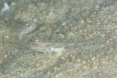 イトカケホオカギハゼ