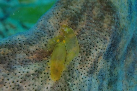 Periclimenaeus storchi