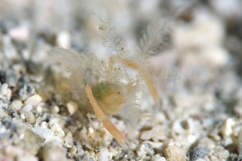 ミクロプロステマ・プルミコールネ