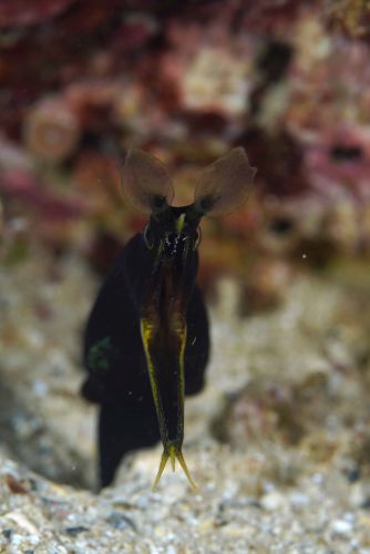 ハナヒゲウツボ