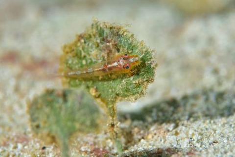 ウミショウブハゼ属の1種