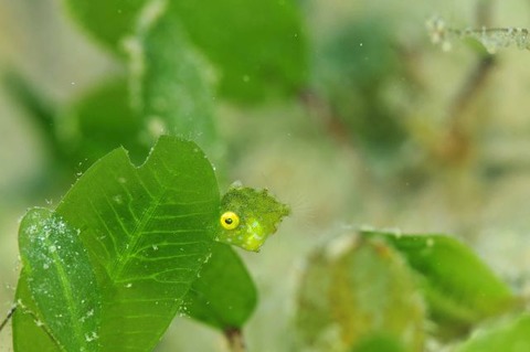 セダカカワハギ