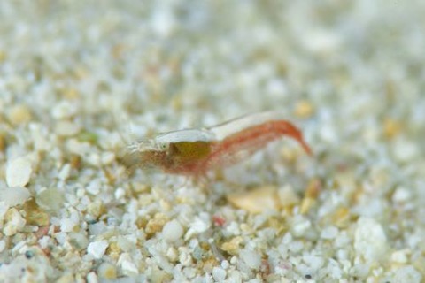 トゲテッポウエビ